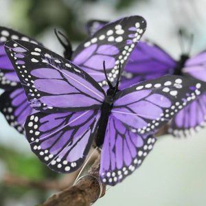 Bassani Design Company